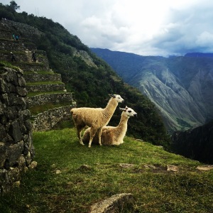 Lovely llamas